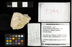 Foto (Objekt + Etiketten) von Goniodromites bidentatus (Reuss, 1858) 